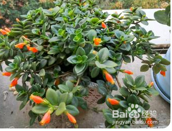 如何养护金鱼吊兰