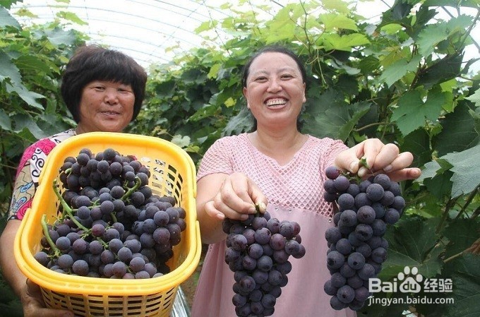 怎么样挑选出好的葡萄？