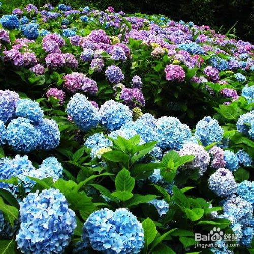 怎么才能把八仙花养殖好?