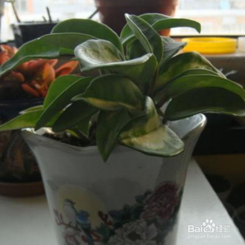 在家中如何养殖斑叶球兰?
