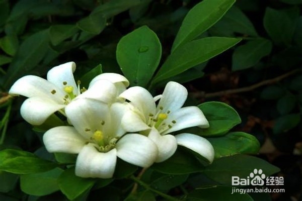 九里香的养殖方法和注意事项有什么