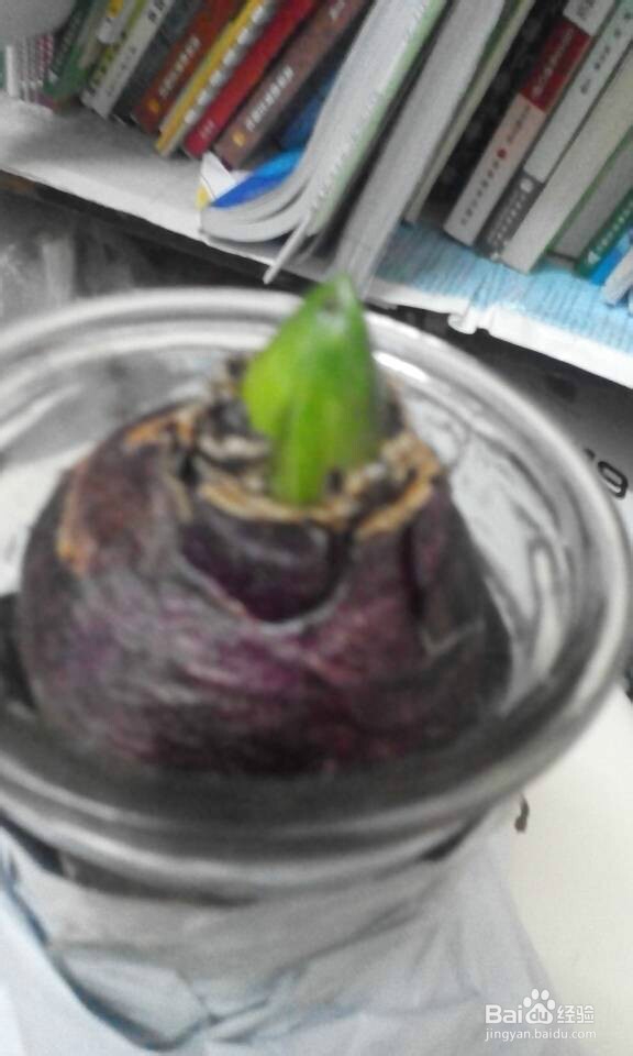 如何养好水培风信子