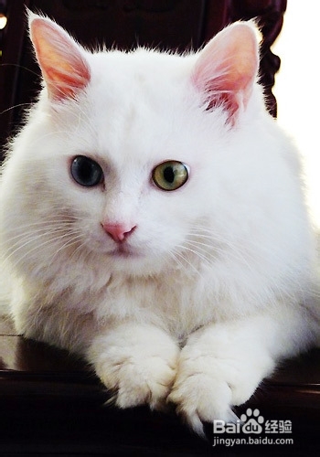 猫咪饲养有哪些禁忌
