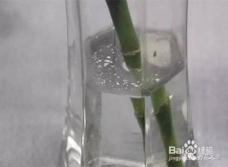 99%的花都死于这1点，看了保花不死！