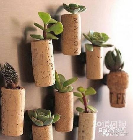 双十一剁手的钱省下来，可以建一个多肉花园了！