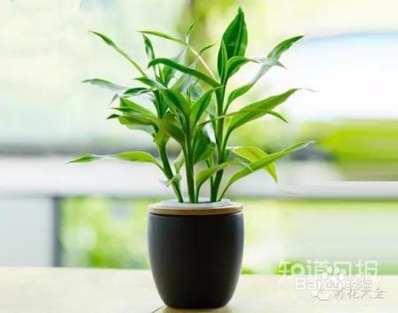 10款耐阴花卉，再也不怕植物晒不到阳光啦！
