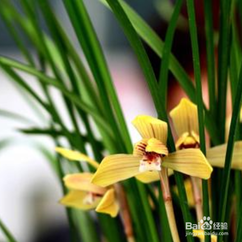 怎么养兰花，兰花为什么不开花？