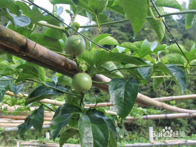 百香果树怎么过冬?