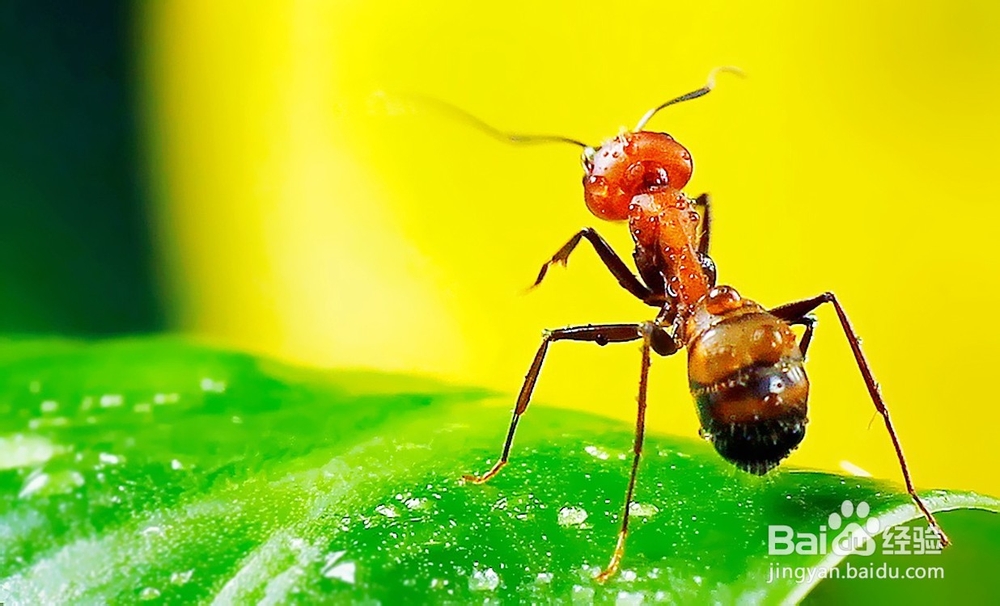 怎么防治红蚂蚁