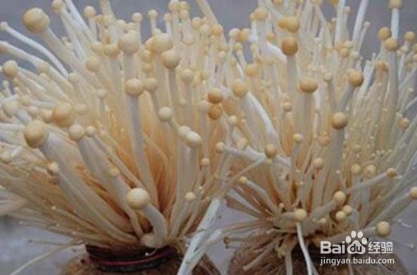 金针菇水培方法