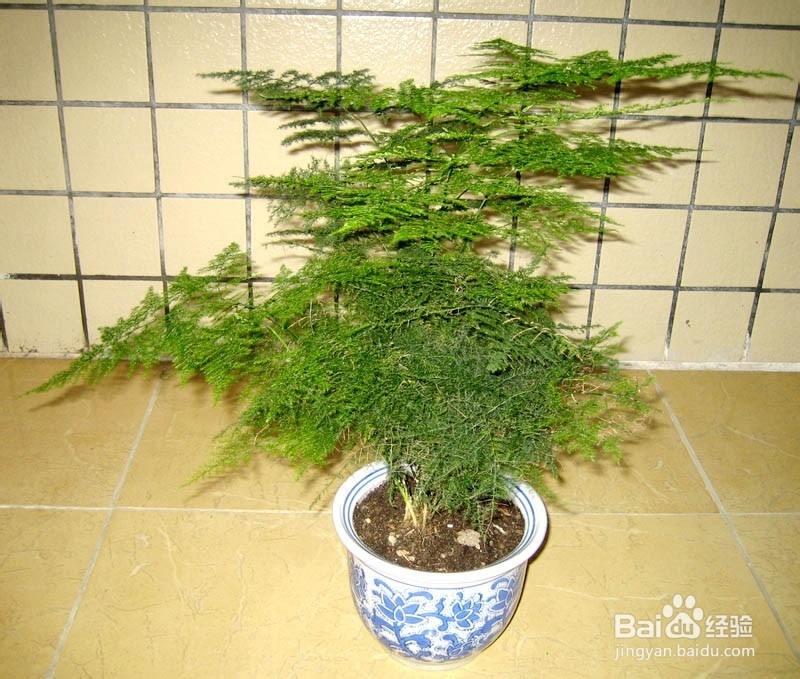 文竹叶子枯黄怎么办？