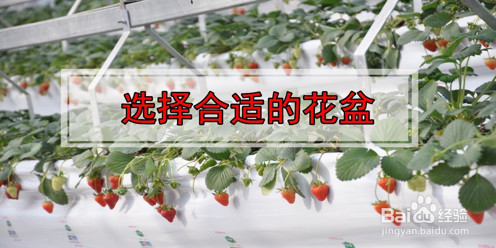 如何在阳台种植草莓