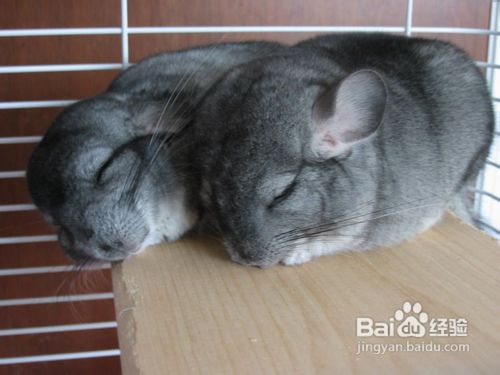 龙猫的饲养方法图文