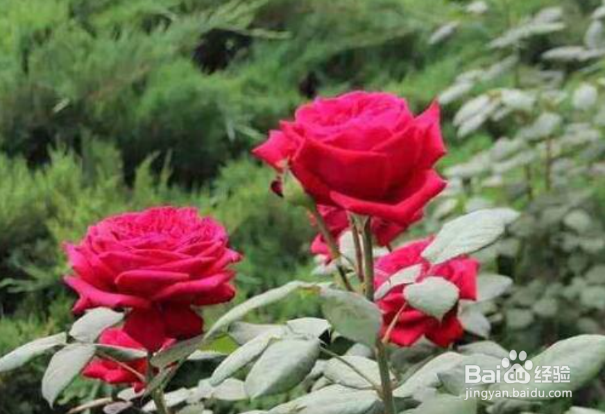 月季花的种植方法