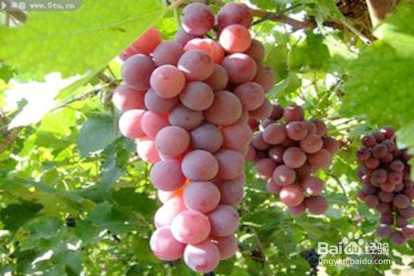 饮用果汁要注意什么?