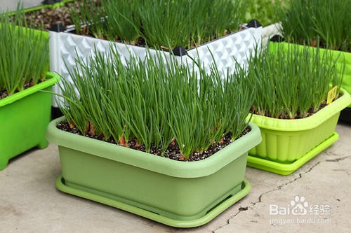 葱是怎么种出来的？