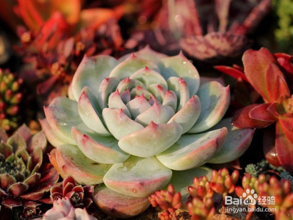 怎样养多肉植物？