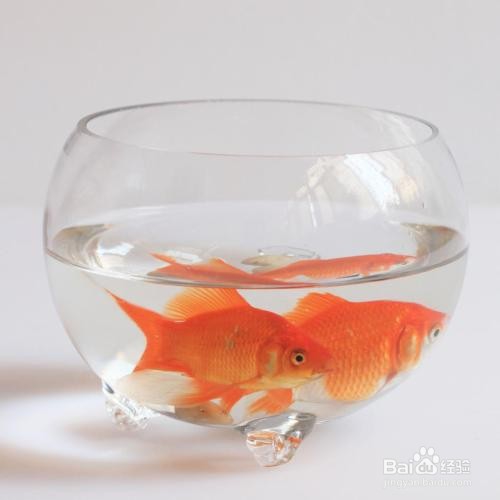 应该如何养金鱼好