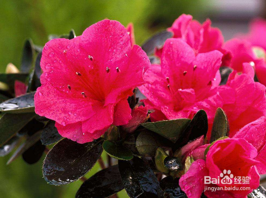 养哪些盆花养更有利于健康