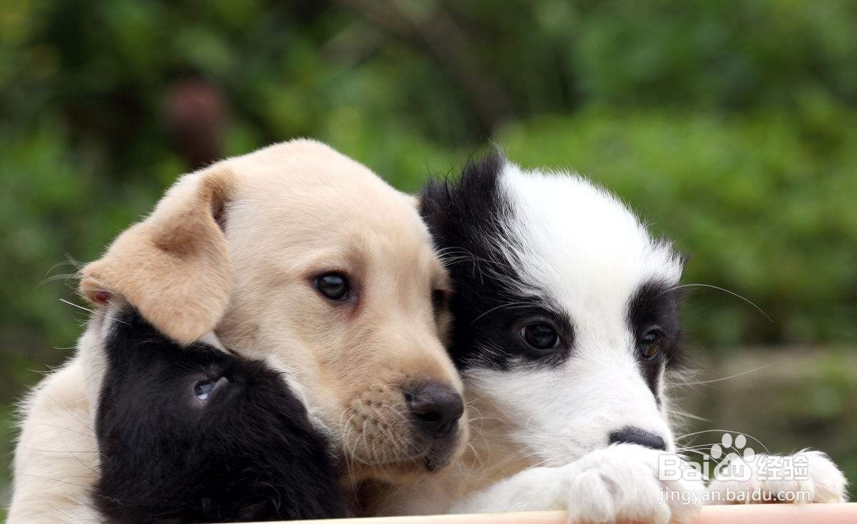 宠物狗老是呕吐是怎么回事？