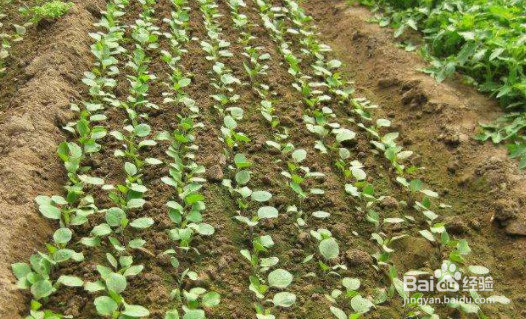 茄子种植时间和方法