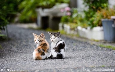 收养9猫相继摔死给我们的启示