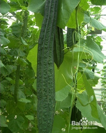 夏天吃哪些蔬菜可以减肥？