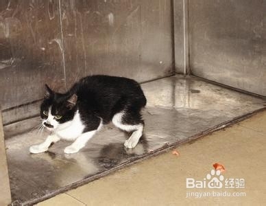 怎样让小猫抓老鼠