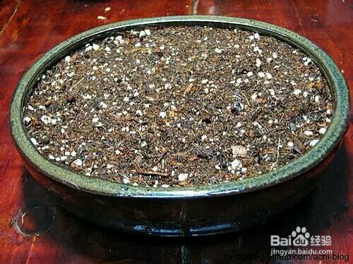 如何在家里种火龙果