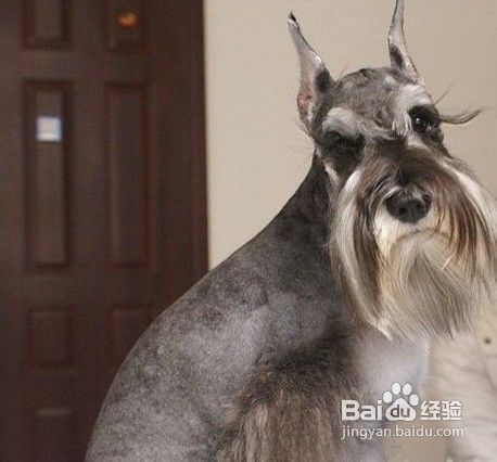 雪纳瑞幼犬领养前的准备工作