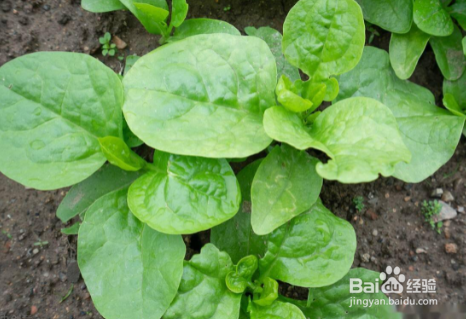 适合夏天种的蔬菜