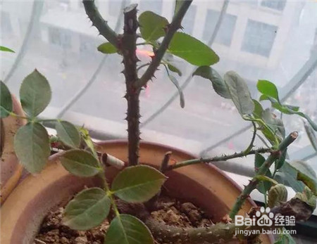 小花灿烂教大家如何“剪”出一盆好花