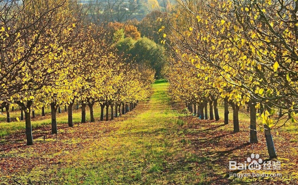 生态果园利用太阳能杀虫灯开展绿色防控