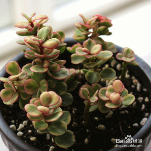 雅乐之舞叶子上的斑锦褪色怎么解决?