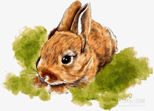 怎么判断兔子吃饱了