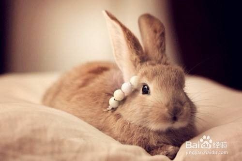 兔子怎么养它会和你熟