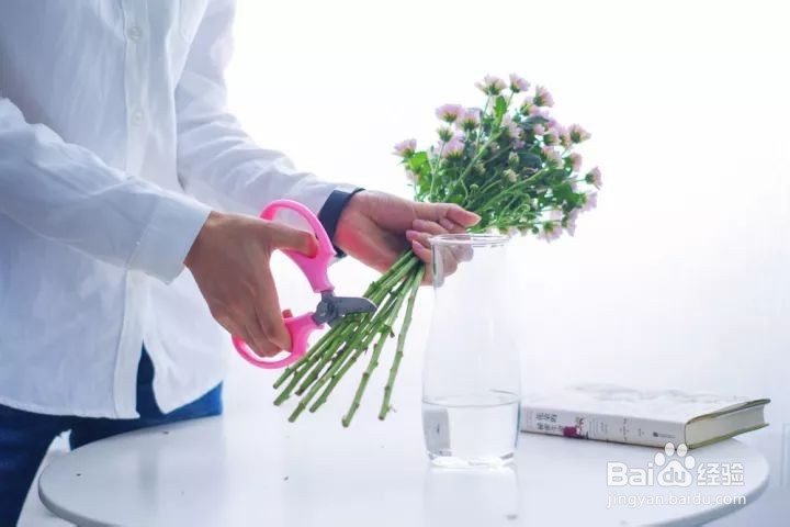花小好|鲜花小雏菊怎么养护