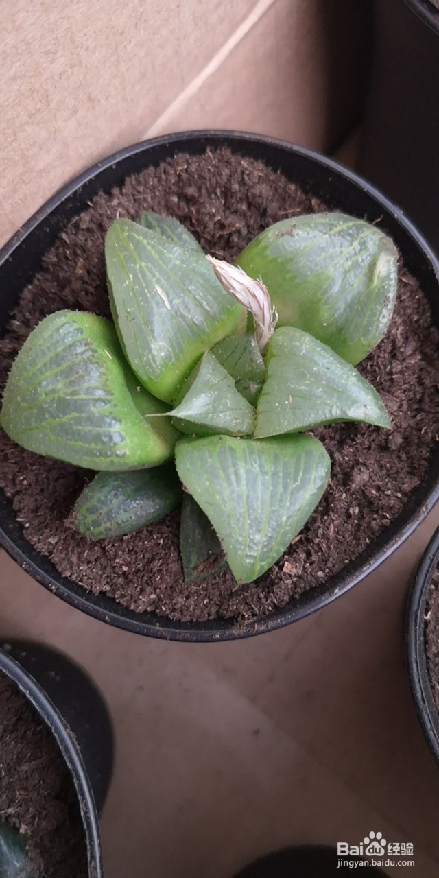 怎么种植多肉雨露？