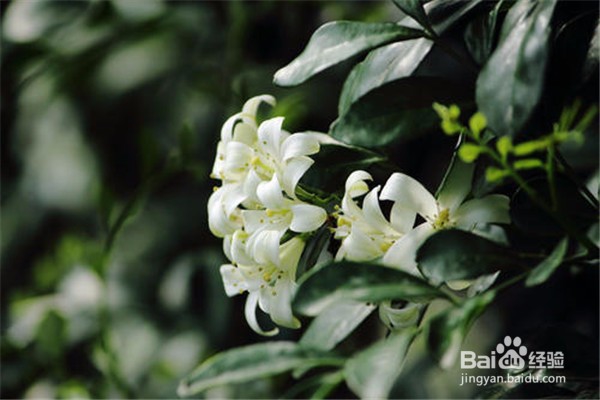 九里香的养殖方法和注意事项有哪些？