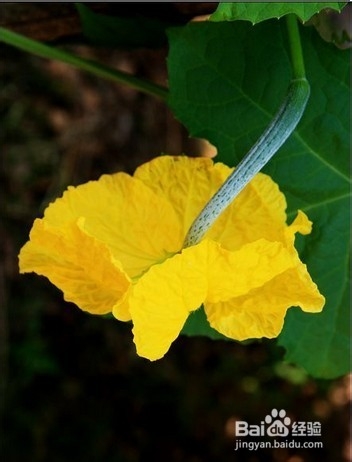 丝瓜花的吃法与药用