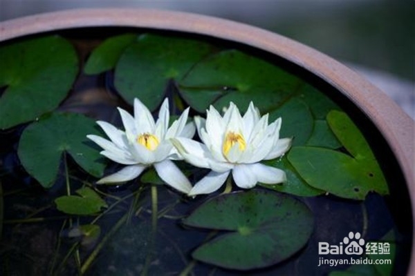 荷花应该怎么养