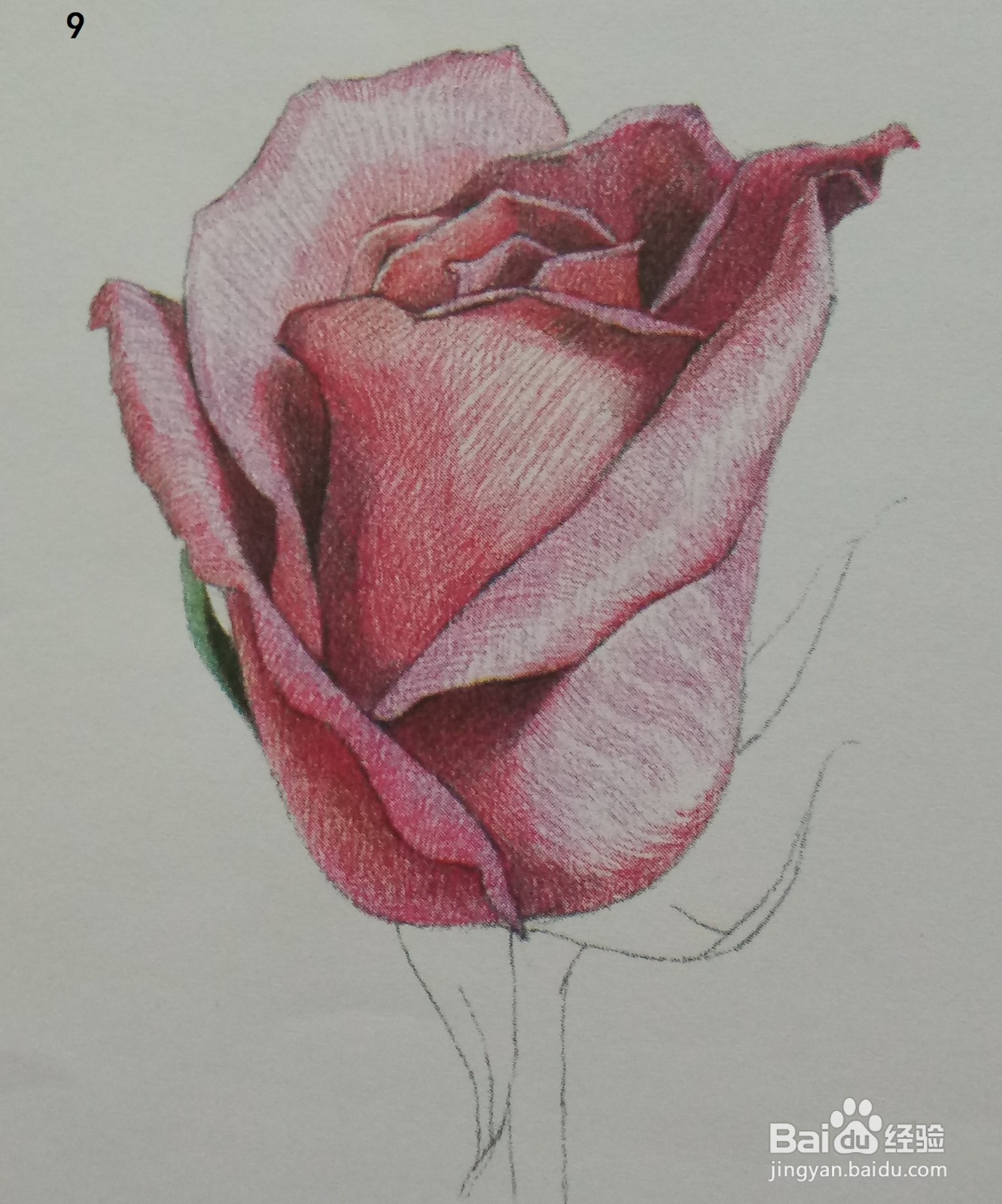 色铅笔画一朵红玫瑰(素描进阶)