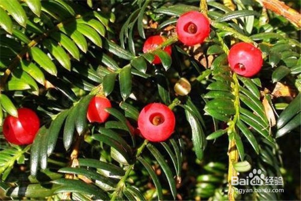 红豆杉的养殖方法和注意事项有哪些？