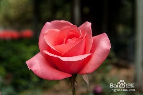 月季花的养殖方法