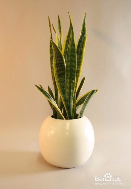 虎皮兰与虎尾兰的区别？