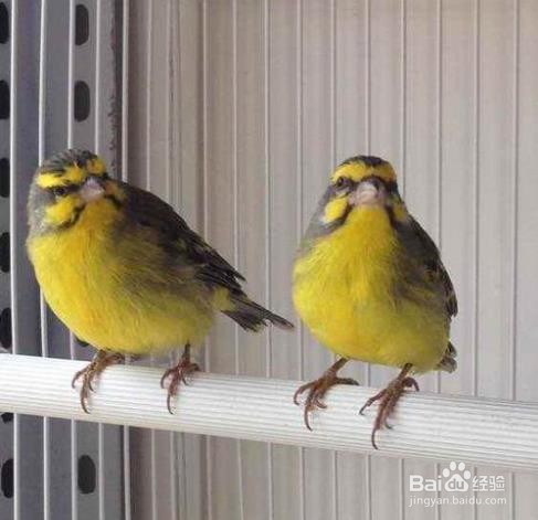 黄玉鸟的饲养方法