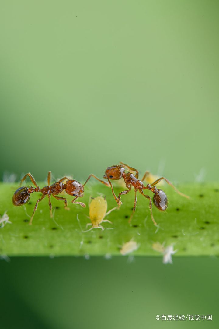 红蚂蚁消灭最简单方法