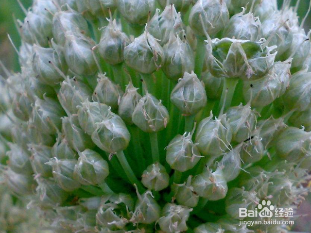 薤白对人有哪些好处？