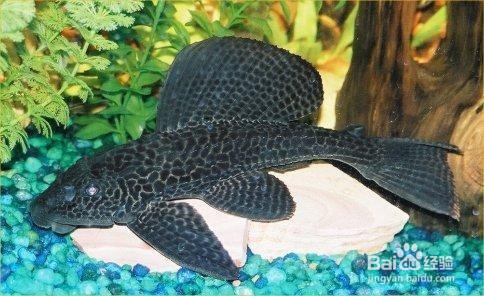 如何方便高效的清洁大鱼缸