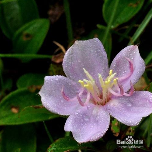 地菍的培育方法和注意事项